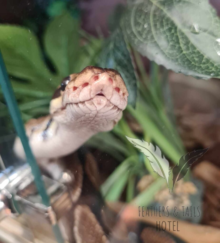 Reptile Hotel - Feather and Tails